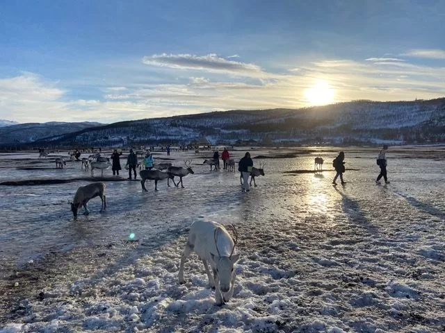 قد تحتوي الصورة على طبيعة خارجية سماء شخص حيوان الماشية بقرة الماشية الثدييات الكلب حيوان أليف حصان وخروف