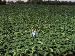 زيمبابوي تحقق رقماً قياسياً في مبيعات التبغ لعام 2025 بزيادة تتجاوز 300 مليون كيلوغرام