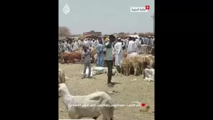 شاهد رغم الحرب والنزوح.. سودانيون يتوافدون على سوق الأضاحي في ولاية الجزيرة