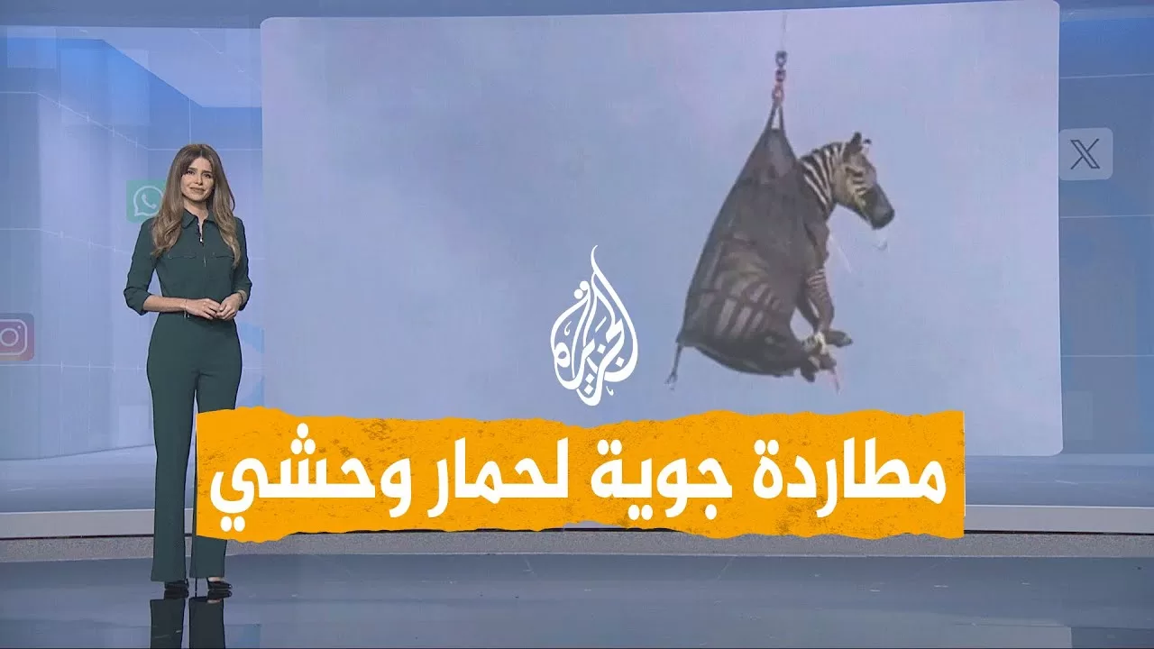 شبكات | القبض على حمار وحشي هارب في أمريكا