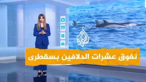 شاهد فيديو صادم لنفوق دلافين بسقطرى اليمنية