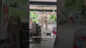 شاهد فيل يقتحم متجرا بحثا عن الطعام في تايلاند