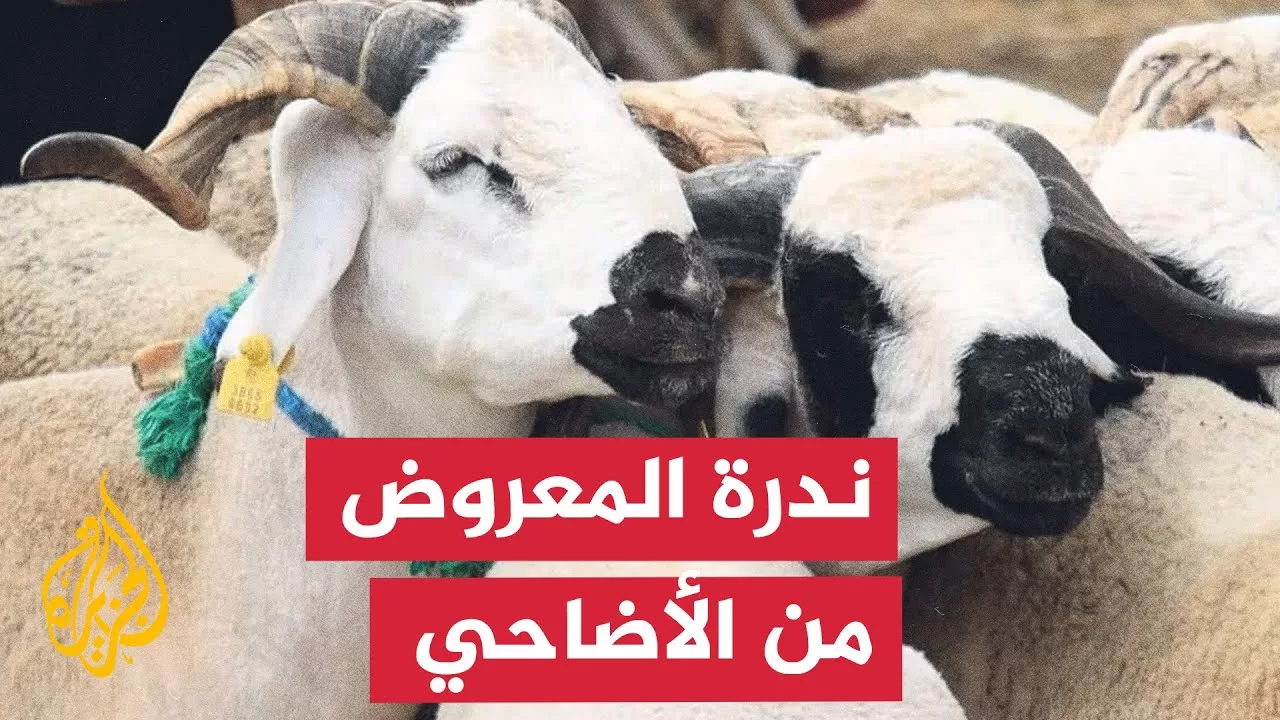 مع اقتراب عيد الأضحى المبارك.. تواصل أسعار المواشي ارتفاعها في العديد من الدول العربية
