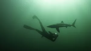 كشف النقاب عن الحياة البحرية الغنية في ويلز