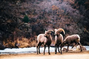 منتزه روكي ماونتين الوطني: دليل شامل