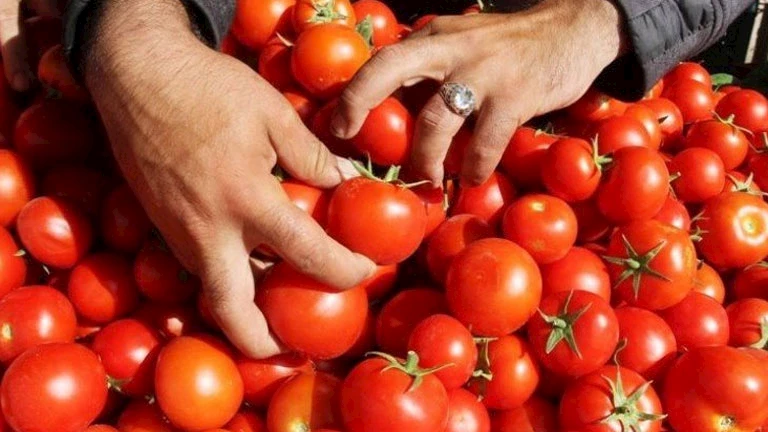 أسعار الخضروات والفاكهة في سوق العبور اليوم 19-7-2025