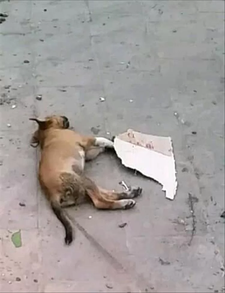 حملة للقضاء على الكلاب الضالة تنطلق في التواهي بتوجيهات مباشرة من قيادة المديرية