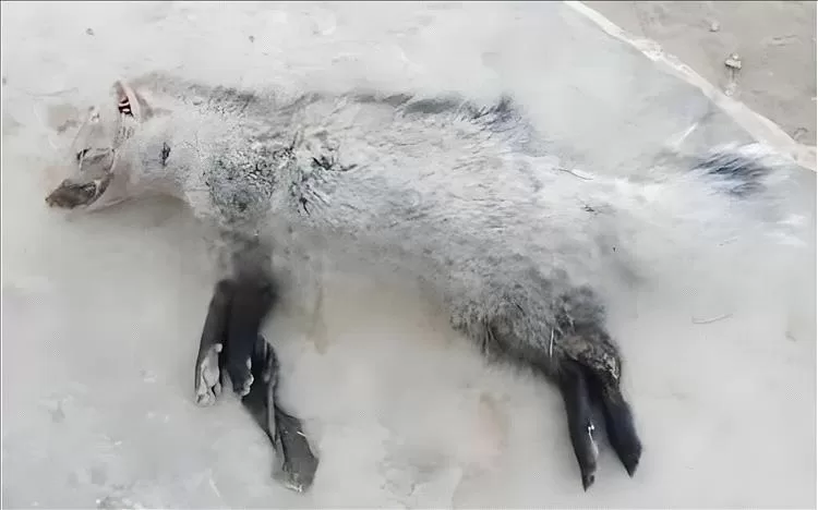 كلب يكشف عن كنز عطري نادر في أبين: العثور على حيوان الزباد لأول مرة