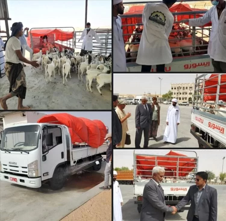 اليمن تدشّن أولى شحنات تصدير المواشي إلى سلطنة عمان عبر منفذ شحن بمحافظة المهرة