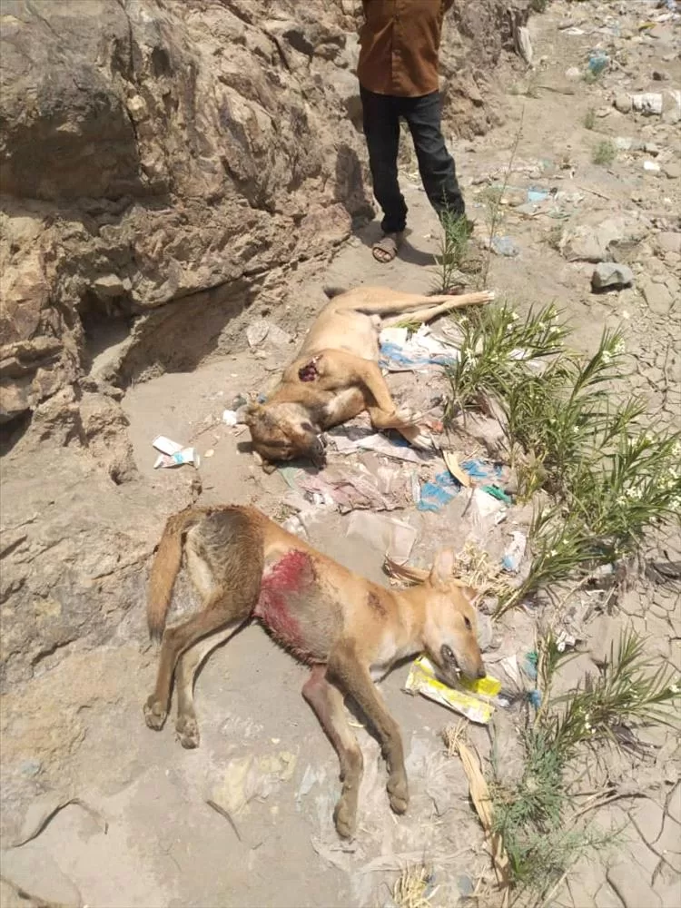 حملة شبابية مكثفة تستهدف الكلاب المسعورة في تورصة بالضالع بعد وفاة طفلة وإصابة شابين