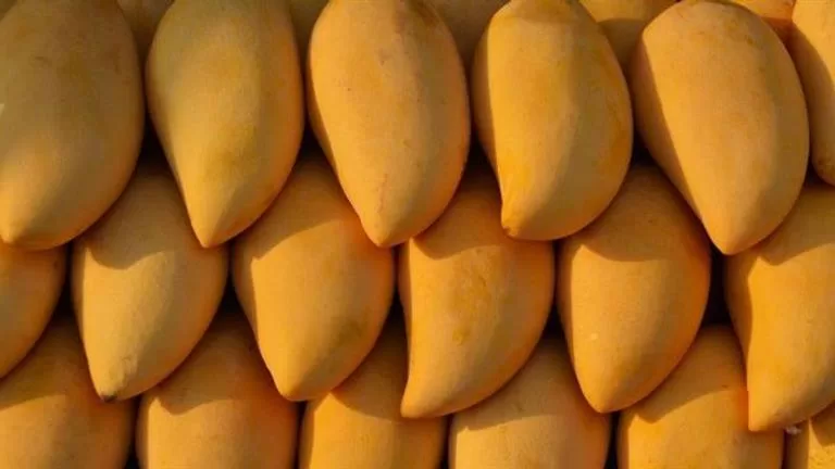 انخفاض مرتقب في أسعار المانجو خلال أيام