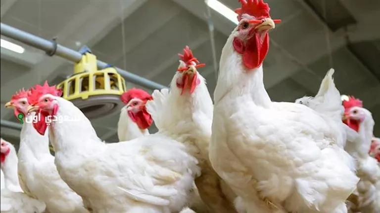 انخفاض أسعار الدواجن اليوم 11-7-2025 بالأسواق (موقع رسمي)