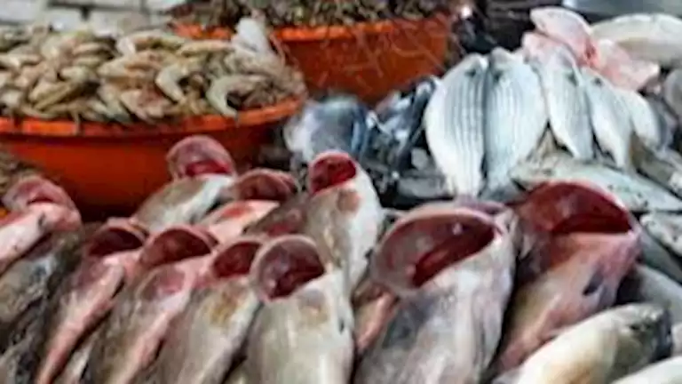 أسعار الأسماك في سوق العبور اليوم 17-7-2025