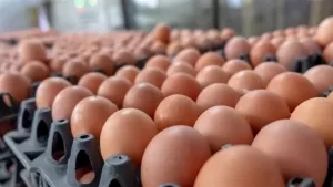 أسعار البيض في الأسواق بتاريخ 29 يوليو 2025 (من مصدر رسمي)