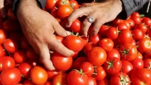 أسعار الفواكه والخضروات في سوق العبور بتاريخ 19 يوليو 2025