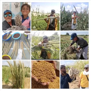 اخبار المناطق – حِكمة الفلاح في انتقاء البذور.