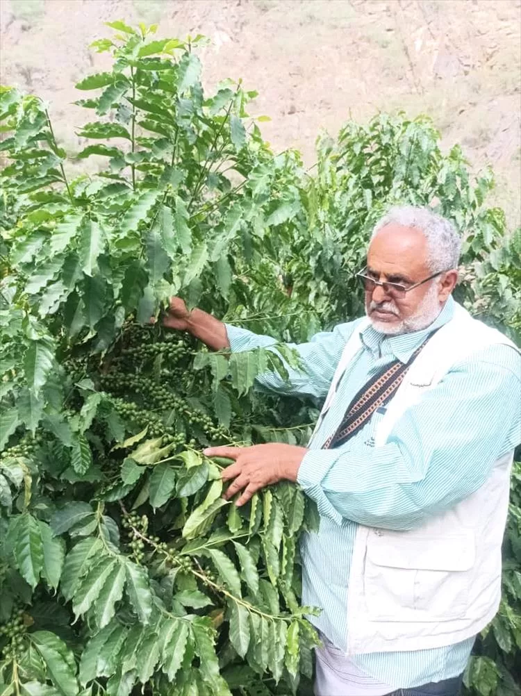 مدير مكتب الزراعة بيافع يهر يتفقد حقول البن في المديرية