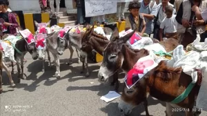 اخبار المناطق – مظاهرات غاضبة في تعز تدعا بالماء وتضع صور المحافظ على رؤوس الحمير