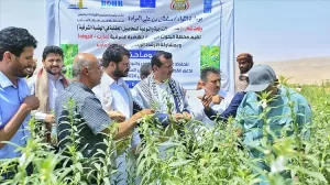 اخبار المناطق – وكيل مأرب يطلق اليوم زراعة محصول السمسم في المحافظة