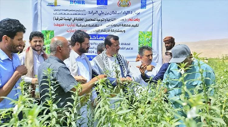 وكيل مأرب يدشّن اليوم الحقلي لمحصول السمسم في المحافظة