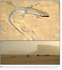 اخبار عدن – اكتشاف نوع جديد من السحالي في الجزيرة العربية بمساهمة باحث من جامعة عدن