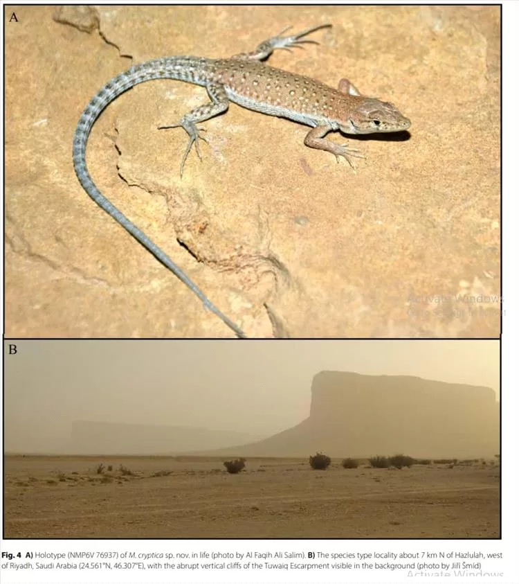 اكتشاف نوع جديد من السحالي في الجزيرة العربية بمشاركة باحث من جامعة عدن