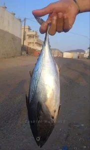 اخبار عدن – ساكنو عدن يتجهون إلى الشراء بالتقسيط بسبب الارتفاع الكبير في أسعار الوقود