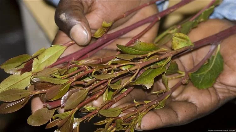 دعوات في عدن لاتخاذ قرار يمنع بيع القات بعد الساعة الثامنة مساءً