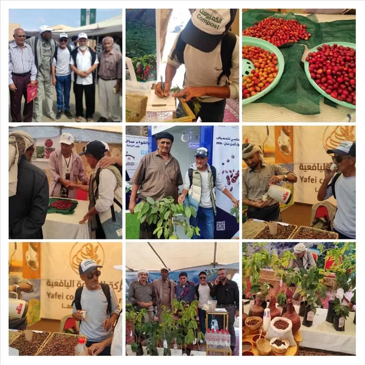 زراعة البن* *في* *يافع بين* *شبح الجفاف* *والحلول الواقعية