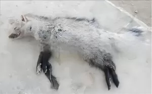 اخبار من وردت الآن – كلب يستخرج كنزًا عطريًا نادرًا في أبين: اكتشاف حيوان الزباد للمرة الأولى
