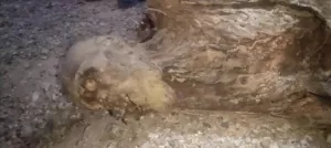 اخبار وردت الآن – العثور على مومياء لشيخ مسن أثناء البحث عن الذهب في الجوف يثير زلزالاً في اليمن!