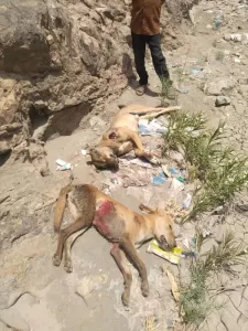 اخبار وردت الآن – حملة شبابية واسعة لمواجهة الكلاب المسعورة في تورصة بالضالع بعد وفاة طفلة.