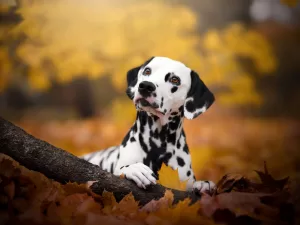 العلاجات الجاهزة للخلايا الجذعية للحيوانات الأليفة قد تكون في الطريق