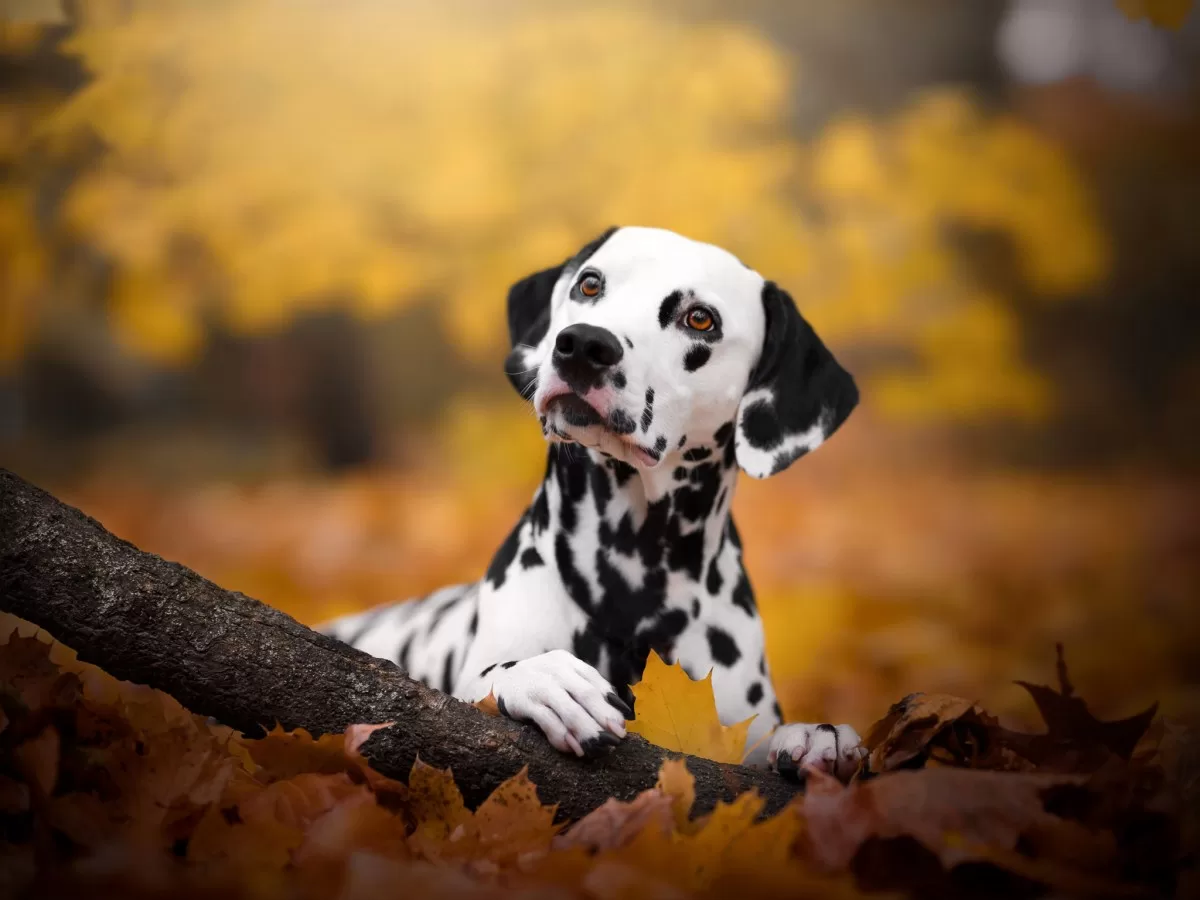 العلاجات الجاهزة للخلايا الجذعية للحيوانات الأليفة قد تكون في الطريق