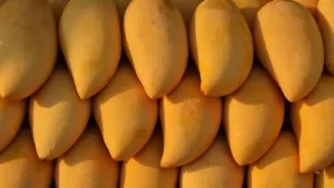 تنبؤ بتراجع أسعار المانجو قريباً