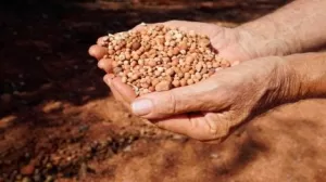 صادرات البوكسيت في غينيا تصل إلى 48.6 مليون طن في الربع الأول من 2025 وفقًا للطلب الصيني