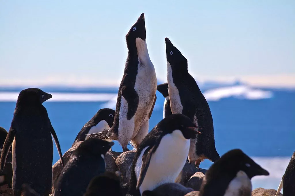 Image may contain Animal Bird Penguin Adult and Person