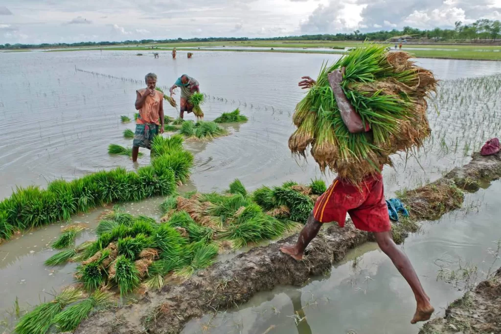 Farmers hauling rice seedlings for planting.