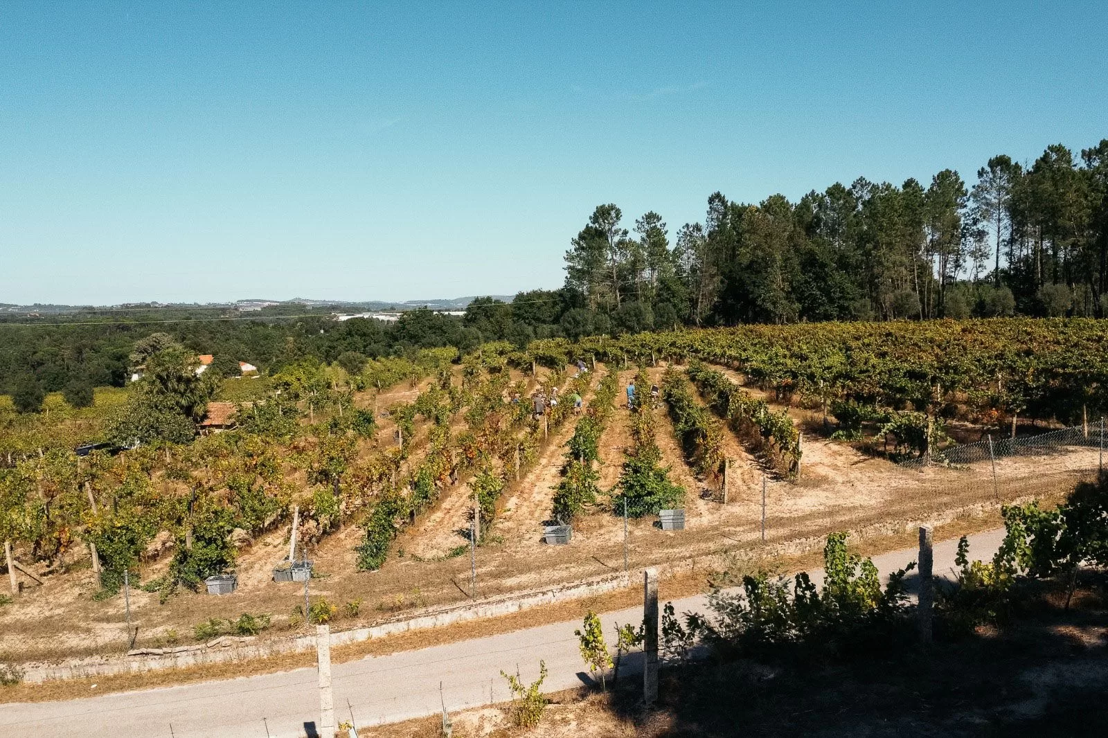 Wide shot of a vineyard on a sunny day
