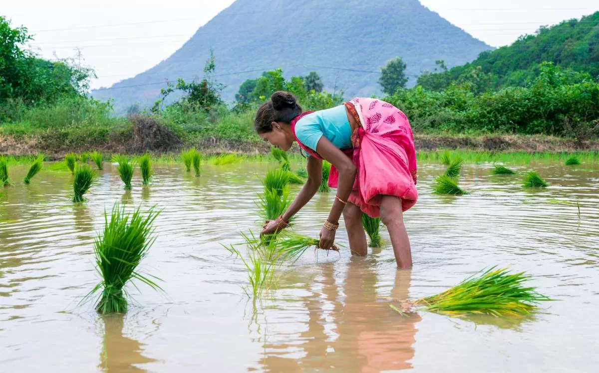 A rice farmer plants seedlings in a flooded field.