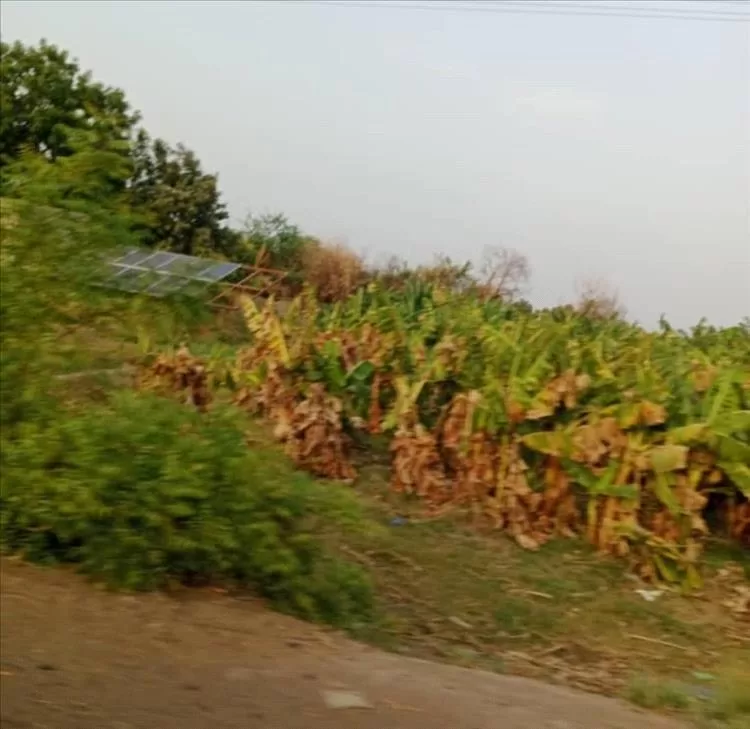 مزارع الموز في باتيس  أبين يهلكها العطش