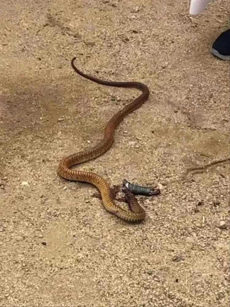 وفاة أربعة أشقاء بلدغات ثعابين سامة بمحافظة حجه