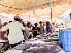اخبار عدن – هيئة الثروة السمكية في صيرة تضبط كمية من الأسماك الفاسدة وتتلفها