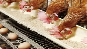 خريطة الأسعار: تراجع أسعار الدواجن والبيض وارتفاع أسعار الأسمنيوز والذهب 1-9-2025