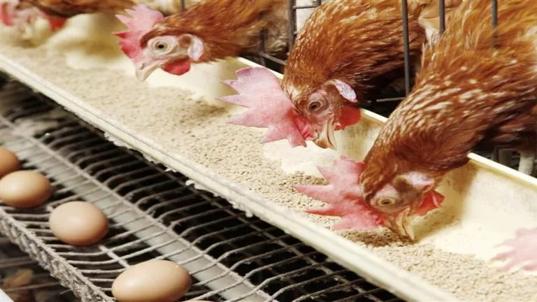 انخفاض الدواجن والبيض وارتفاع الذهب.. خريطة الأسعار 25-8-2025