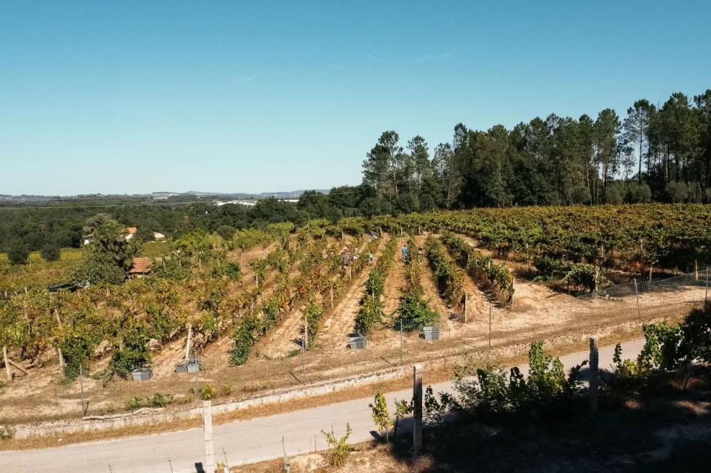 Wide shot of a vineyard on a sunny day