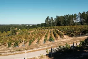 التعرف على النساء اللاتي يُحيين تقاليد صناعة النبيذ في البرتغال