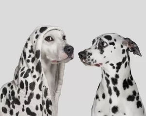 المحتالون يستهدفون الشركات من خلال تواصل مزيف مع TechCrunch