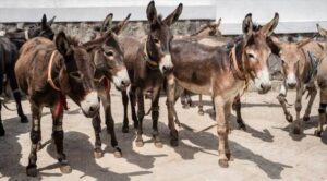 اخبار المناطق – سكان ريف أبين يضطرون لبيع الحمير بعد بيع مواشيهم لتأمين لقمة العيش بسبب التأخير في الدعم
