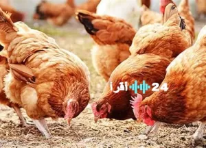 «تحسن في الأسعار» الزراعة تعلن عن انخفاض يزيد عن 30% في أسعار الدواجن واللحوم في الأسواق.